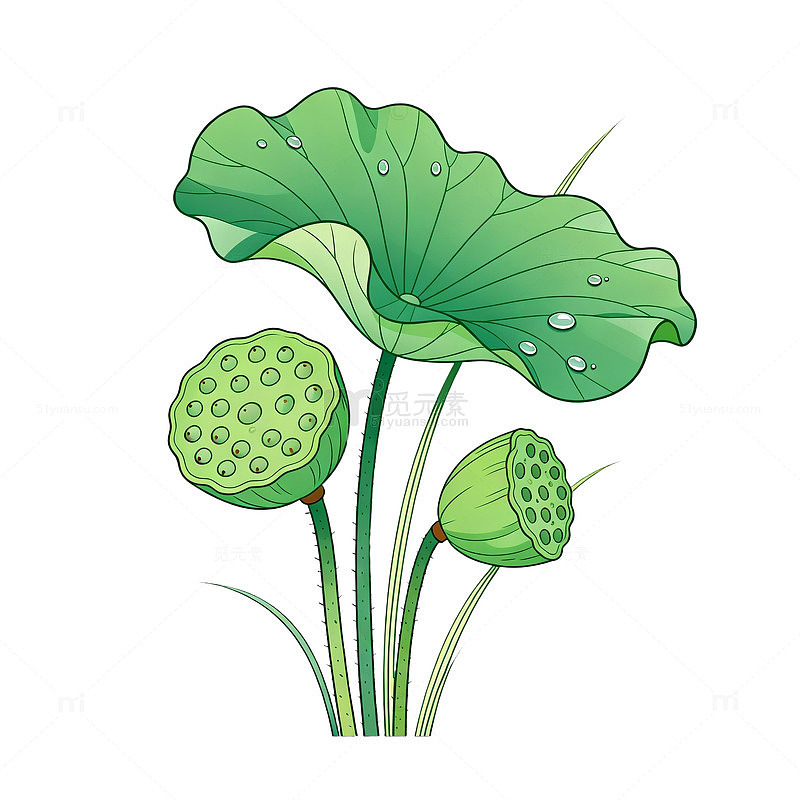 手绘风荷叶莲蓬植物插画素材