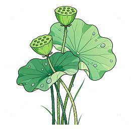 卡通风荷塘莲蓬绿叶插画设计素材