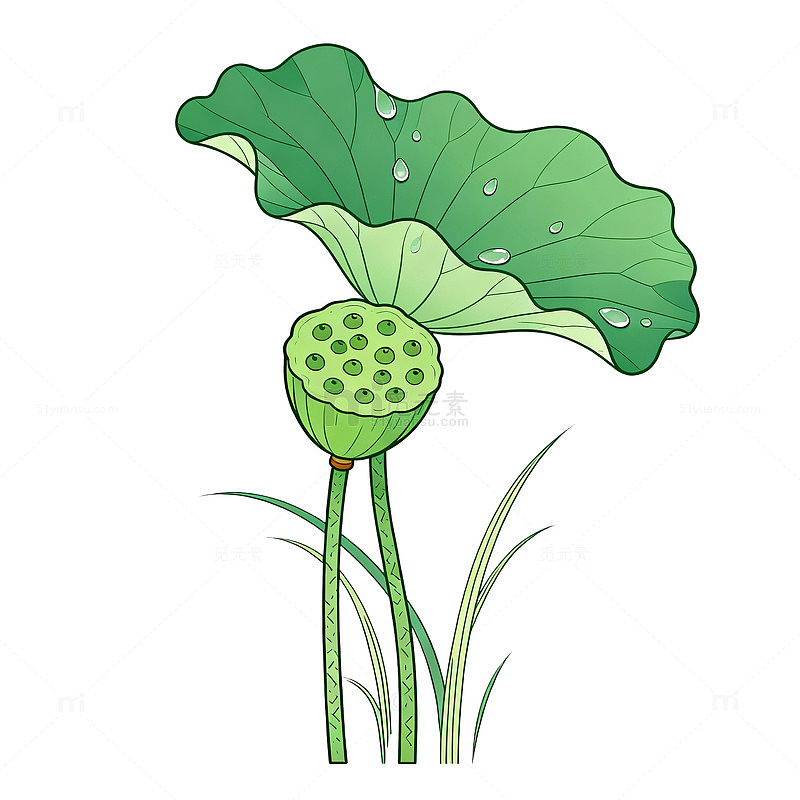 卡通风格荷叶莲蓬插画设计素材