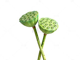 极简风莲蓬静物素材