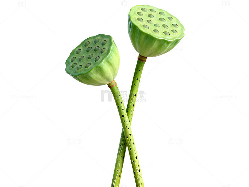 简约风莲蓬植物设计素材