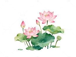 水彩风荷花池塘手绘植物设计素材