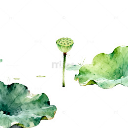 水彩风荷塘莲蓬手绘插画设计素材