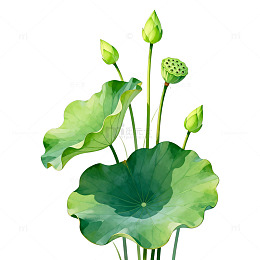水彩风荷花荷叶植物插画素材