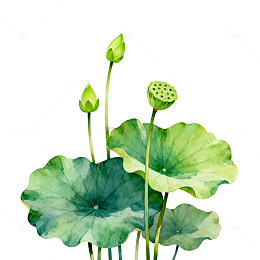水彩风荷塘莲花手绘植物插画素材