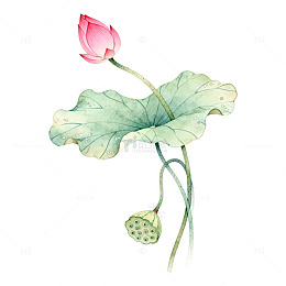 水彩风荷花莲叶手绘植物设计素材