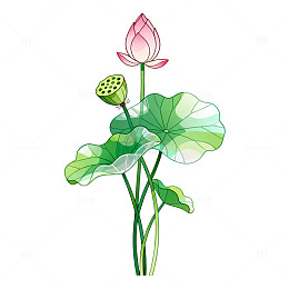 手绘风荷花莲花植物插画素材