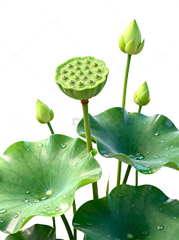 清新风荷塘莲蓬绿叶设计素材