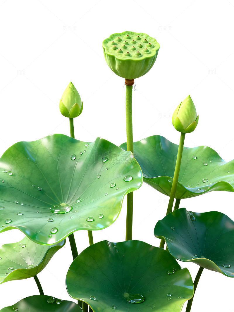 清新风荷塘莲蓬绿叶设计素材