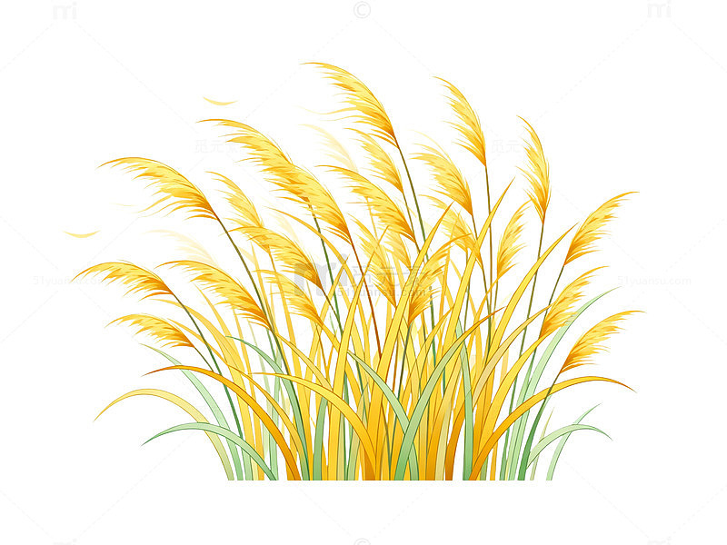 插画风金秋芦苇植物设计素材