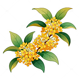 手绘风秋季桂花枝叶插画设计素材