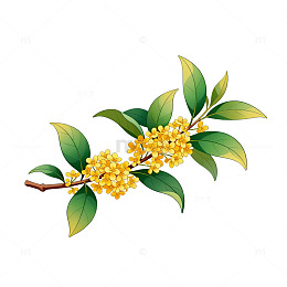 手绘风桂花枝叶插画设计素材