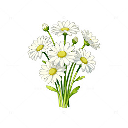 手绘风雏菊花朵插画设计素材
