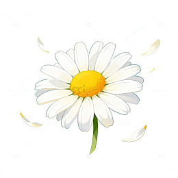 插画风雏菊花朵手绘设计素材