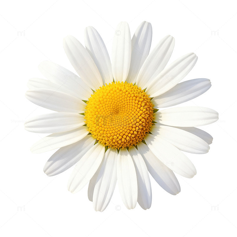 清新风雏菊花朵素材