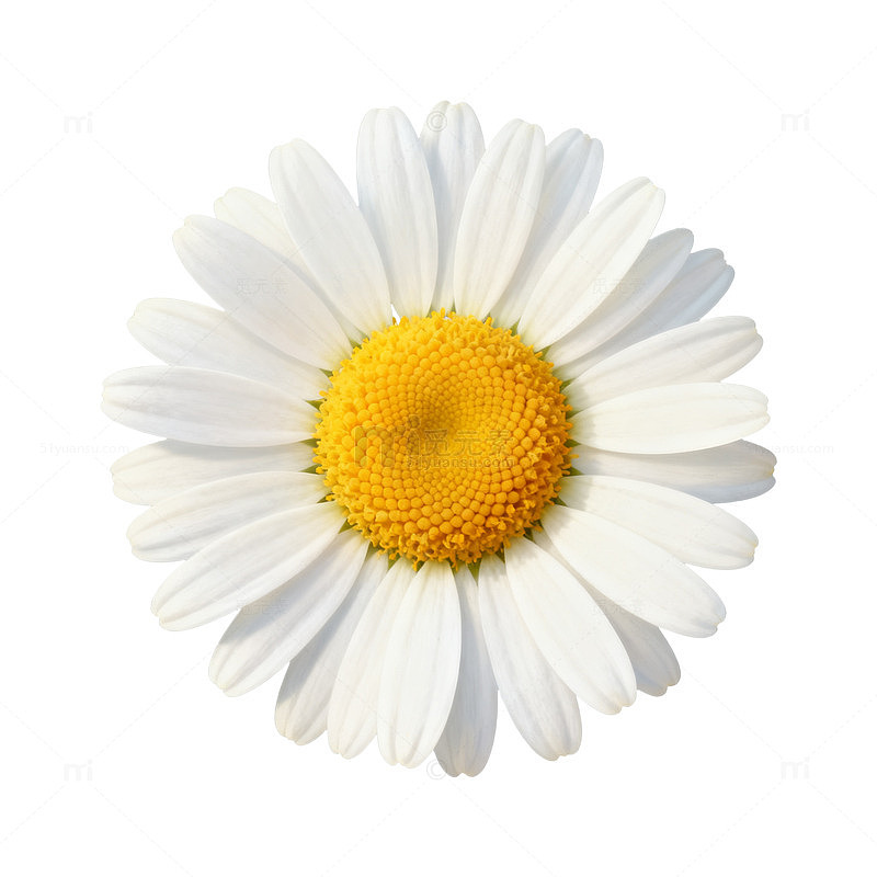 清新风雏菊花朵素材