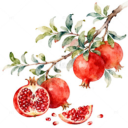 水彩风石榴果实手绘插画设计素材