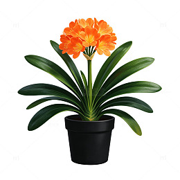 君子兰植物盆栽