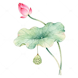 水彩风荷花莲叶手绘植物插画素材
