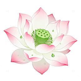 国风手绘莲花花卉插画设计素材