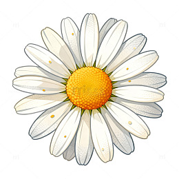 手绘风雏菊花朵插画设计素材