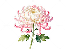 水彩风粉色菊花植物插画设计素材