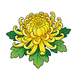 卡通风格黄色菊花植物插画设计素材