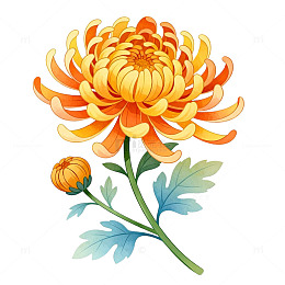 手绘风菊花植物插画设计素材