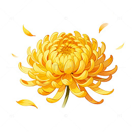 插画风秋日绽放菊花设计素材