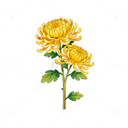 手绘风黄色菊花植物插画素材