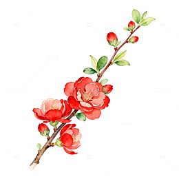 水彩风梅花枝条手绘花卉设计素材