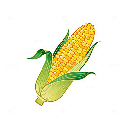 插画风玉米植物手绘设计素材