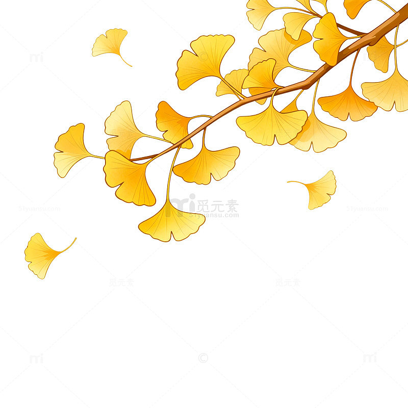 插画风秋日银杏枝叶设计素材