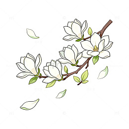 手绘风玉兰花枝插画设计素材