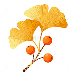 插画风银杏叶果实植物设计素材