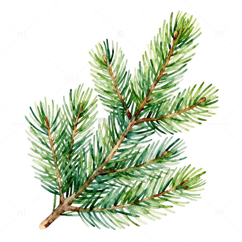 水彩风松枝植物手绘插画设计素材