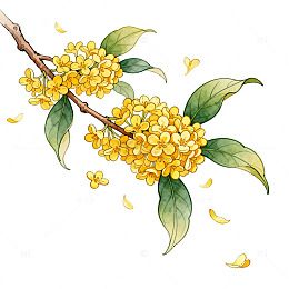 水彩风桂花枝手绘插画设计素材