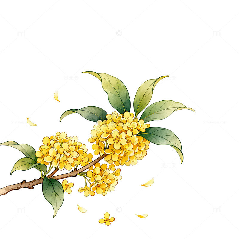 水彩风手绘桂花枝叶插画设计素材