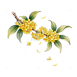 手绘风桂花枝叶植物插画设计素材