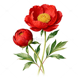 手绘风红牡丹花卉插画设计素材