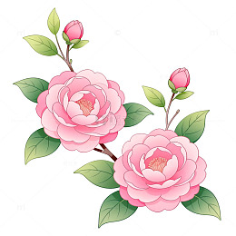 手绘风粉色山茶花花卉插画素材