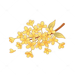 桂花雨 飘落花瓣