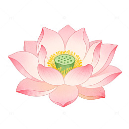水彩风莲花绽放手绘花卉设计素材