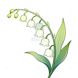 手绘风铃兰植物插画设计素材