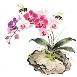 蝴蝶兰和蜜蜂