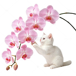 白色小猫去够蝴蝶兰