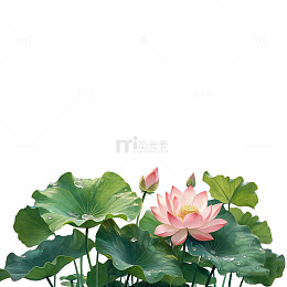 荷花池塘绿叶花朵
