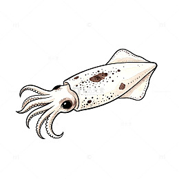 手绘风海洋生物鱿鱼插画设计素材