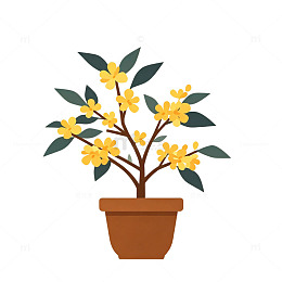 桂花灌木 户外赏月