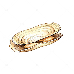 手绘风海鲜贝类插画设计素材